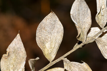 Dry white leaves with mold on dark background and leaf blade details
