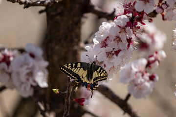 butterfly on a flower
