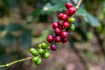 Coffee plantation on the slopes of the Poas volcano, Costa Rica