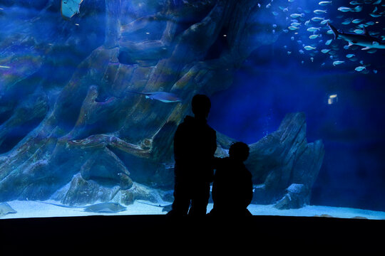 Silhouette enfant devant un aquarium géant et des requins.