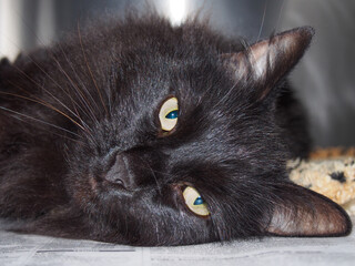 portrait of a black cat