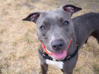 portrait of a grey dog