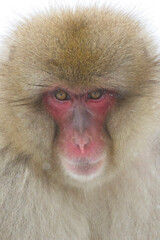 Portrait of a Japanese Macaque, "snow monkey", close up, Honshu, Japan.