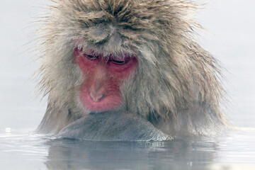 Portrait of a Japanese Macaque, "snow monkey", close up in the hot spring, bathing, Honshu, Japan.