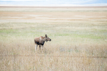 Crying Moose calf looking for his mother during autumn near Grand Teton in Wyoming