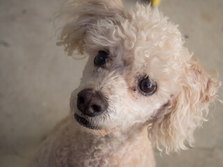 close up portrait of a dog