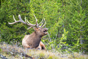 Bugling Elk Bull in Yellowstone National Park during autumn in Wyoming, USA