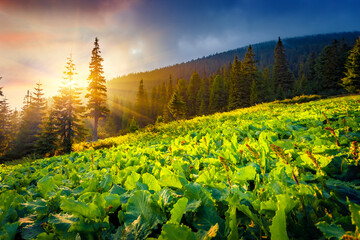 Unbelievable summer sunrise in Carpathian mountains with fresh green leaves of burdock. Spectacular...