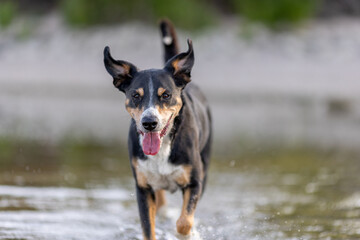 Naklejka na ściany i meble appenzeller mountain dog jumping into water, fluffy ears 