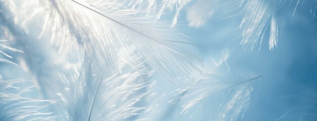 Fototapeta na wymiar Serene Blue Feather on Ethereal Background