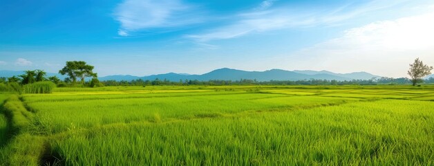 Fototapeta na wymiar Lush Green Rice Paddy Fields Under Blue Sky