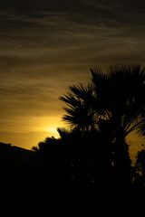 Zachód słońca między palmami, Wyspy Kanaryjskie, Fuerteventura, La Oliva - obrazy, fototapety, plakaty