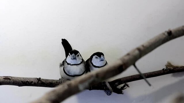 Untitled On a white background, two exquisite Bicheno Finches' nymphs perched on a branch. adorable pets Project