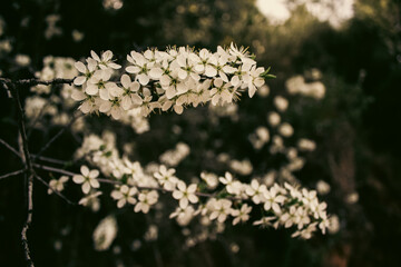 Harmony in Bloom: White and Yellow Floral Symphony