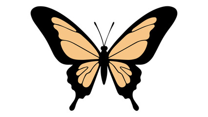 butterfly isolated on white background in vector
