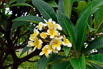 White and yellow frangipani flowers (Plumeria obtusa) on tropical garden