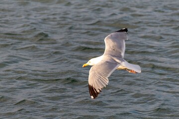 seagull over the sea