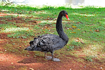 Black swan (Cygnus atratus) on public park in Ribeirao Preto, Sao Paulo, Brazil