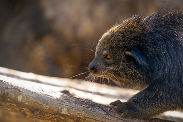 gros plan sur un binturong appelé aussi 