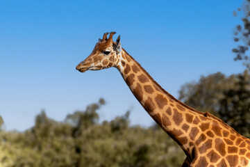 gros plan sur la tête d'une girafe	
