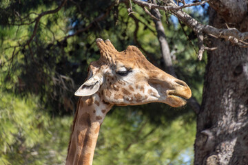 gros plan sur la tête d'une girafe	