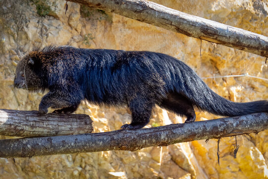 gros plan sur un binturong appel&eacute; aussi "chat-ours"	