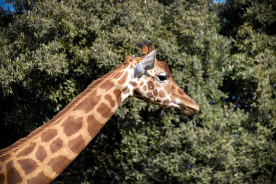 gros plan sur la tête d'une girafe	