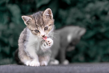 Tabby Kitten Licking Paw on Stone Surface