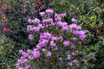 A bush with purple flowers is surrounded by green bushes