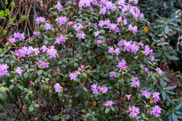 Obraz premium A bush with purple flowers is in a garden