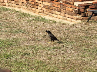 公園にいる芝生を跳ねる黒い鳥