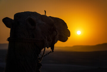 Silhouette of a camel at sunset in Luxor, Egypt - 753039376
