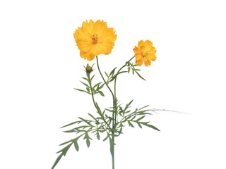 yellow cosmos flower isolated on white background