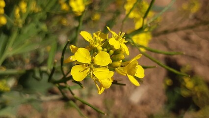 Rayo greens and yellow flowers in spring