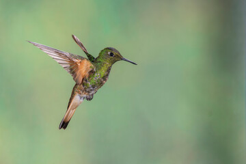 Buff-Tailed Coronet Hummingbird in flight against a green background