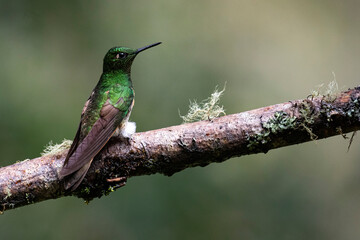 Fototapeta premium Buff-Tailed Coronet Hummingbird perched on a log against a green background