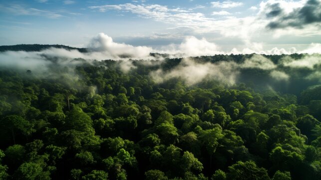 Forest canopy drones aerial ecology studies cloudy sky