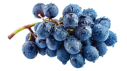 Blue wet Isabella grapes bunch isolated on white background as package design element - obrazy, fototapety, plakaty