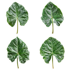Set of 4 Alocasia Leaf, green, smooth, isolated. Fresh plant leaf.