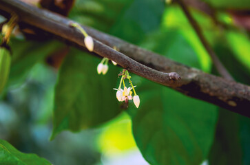Cocoa flowers (Theobroma cacao) on growing tree trunk,Cacao flowers and fruits on cocoa tree  for the manufacture of chocolate