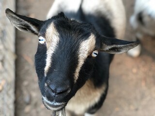 goat