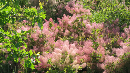Flowering smoketree backgound