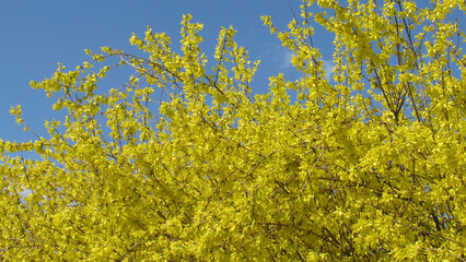 Yellow flowers against blue sky