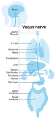 Vagus nerve, part of the parasympathetic nervous system, medically illustration. Labeled 3