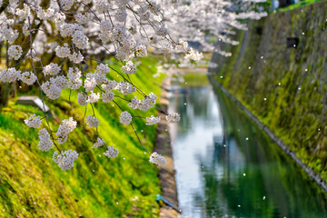 金沢市を代表する観光スポット「春の金沢城」。桜のお花見シーズンがお勧め。金沢城のお掘りに映る桜並木と桜吹雪が最高。

