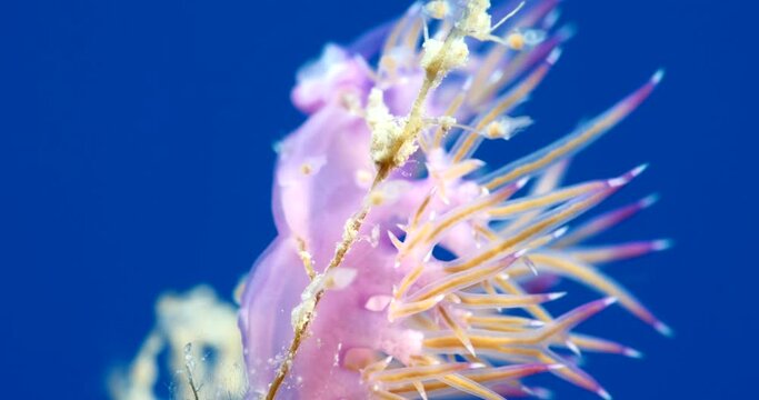 nudibranch underwater nudi close up flabellina sea slug ocean scenery