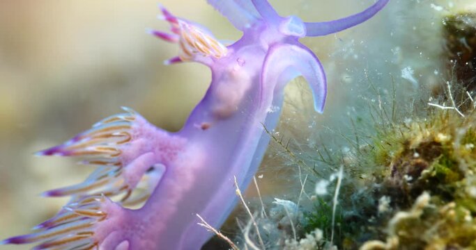 nudibranch underwater nudi close up flabellina sea slug ocean scenery