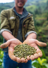 Coffee picker or farmer showing freshly harvested crop - green unroasted raw beans, detail to hands only. Generative AI