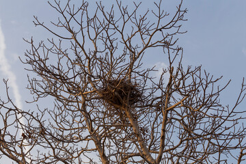 Bird's nest on a tree against the blue sky winter time 