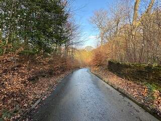 Late winters day, on Shay Lane, with fallen leaves, stone walls, and bare old trees in, Heaton, Bradford, UK